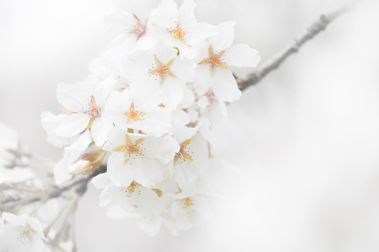 flowers flower white free photo