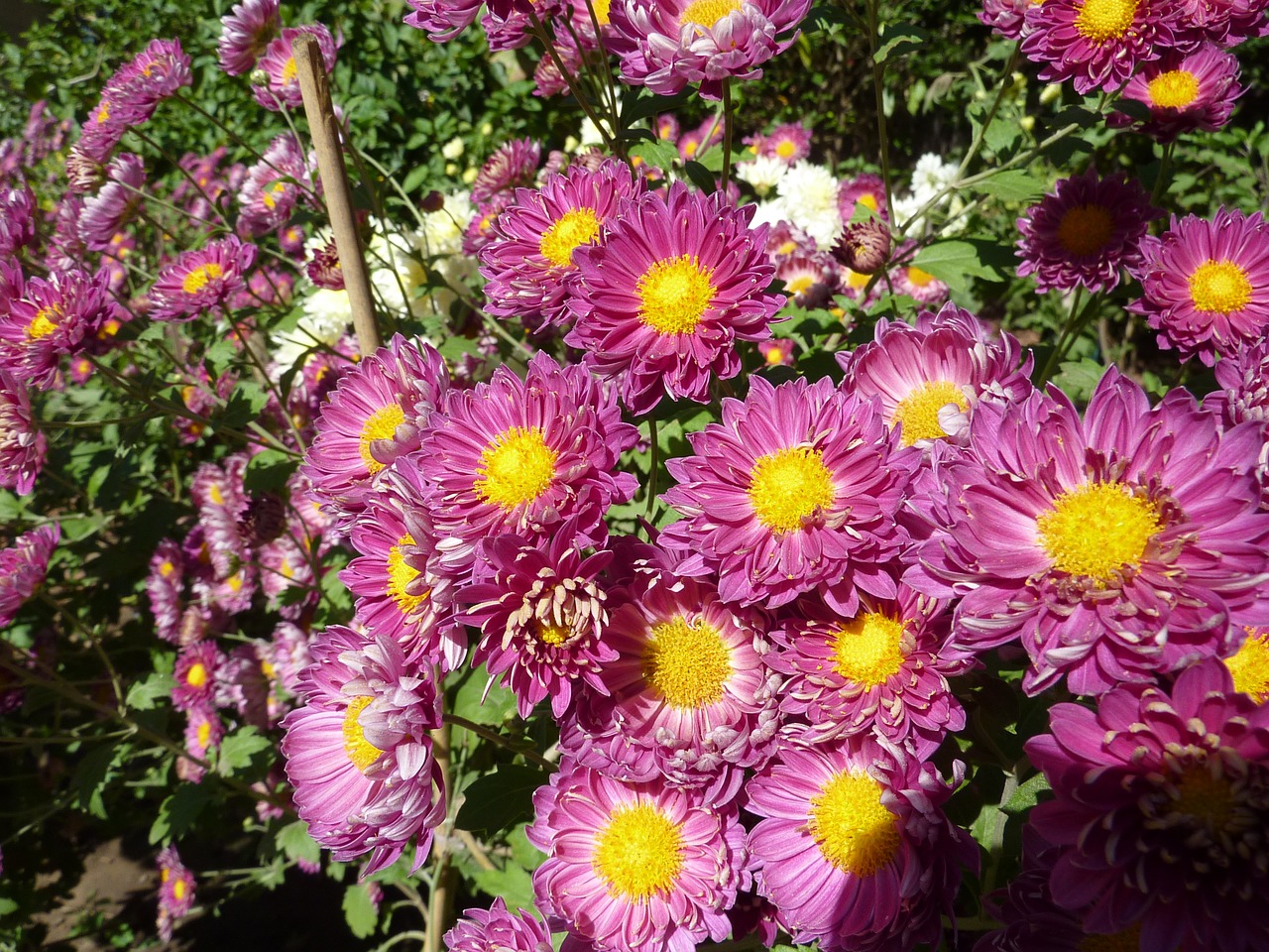 flowers crisanthamus floral free photo