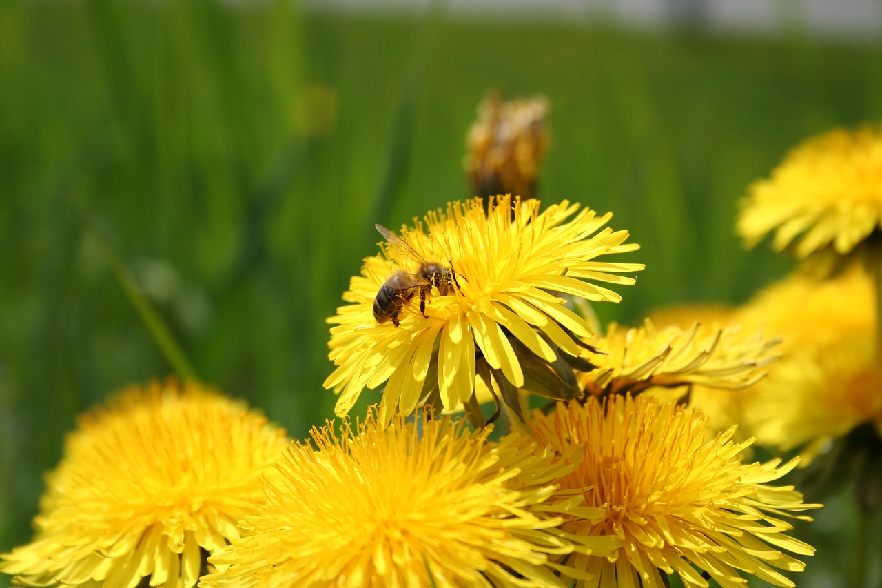 flowers bee yellow free photo