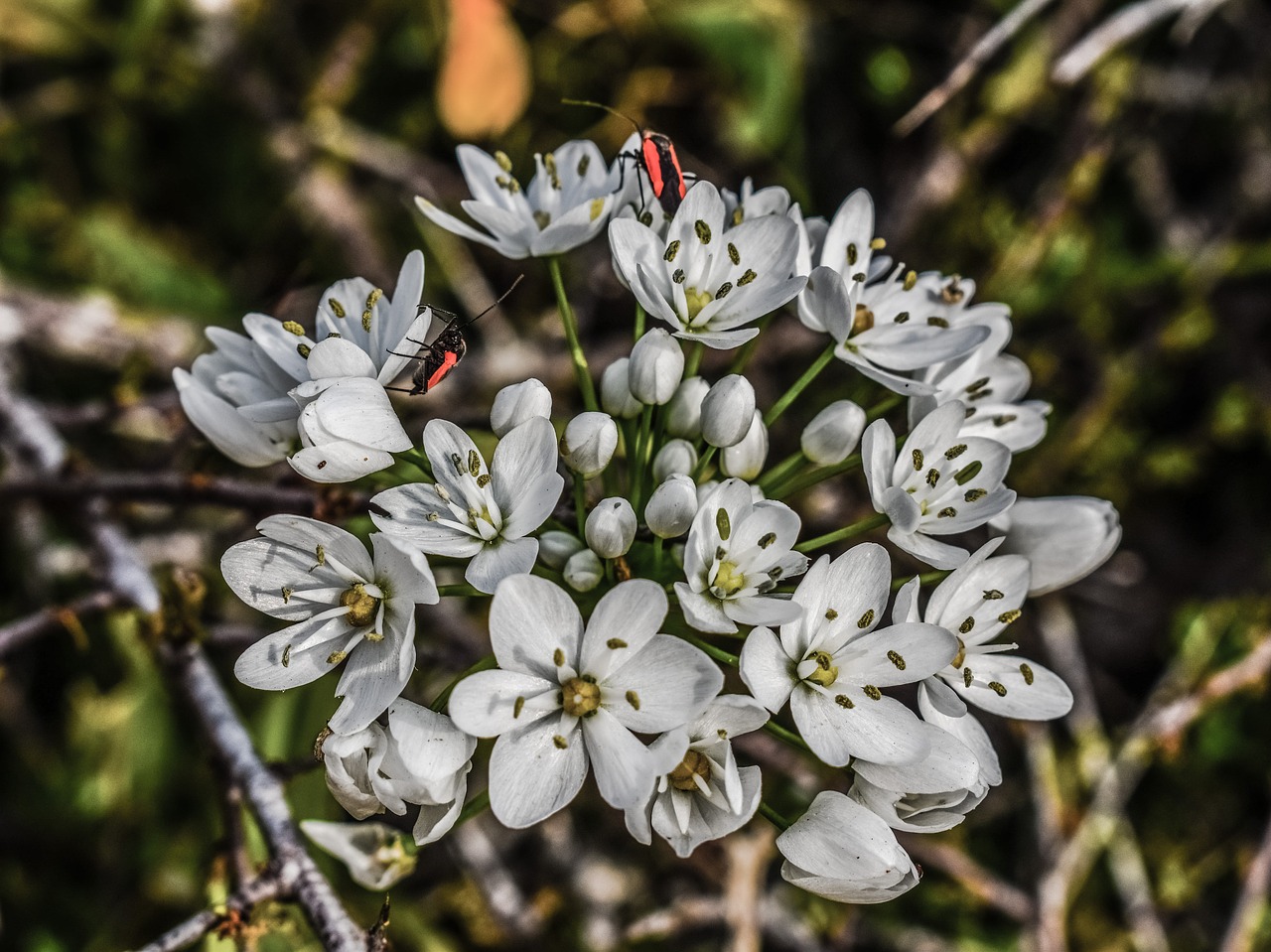 flowers white inflorescence free photo