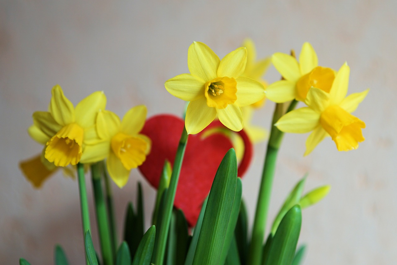 flowers yellow flower nature free photo