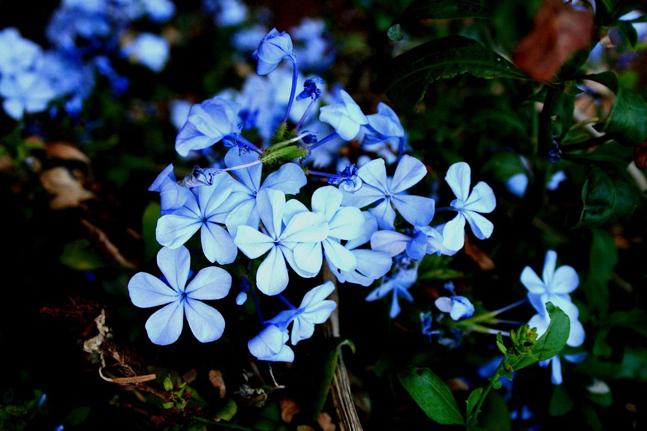 flowers bluebush plumbago free photo