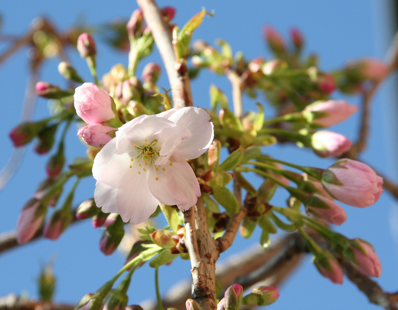 flowers sky blue free photo