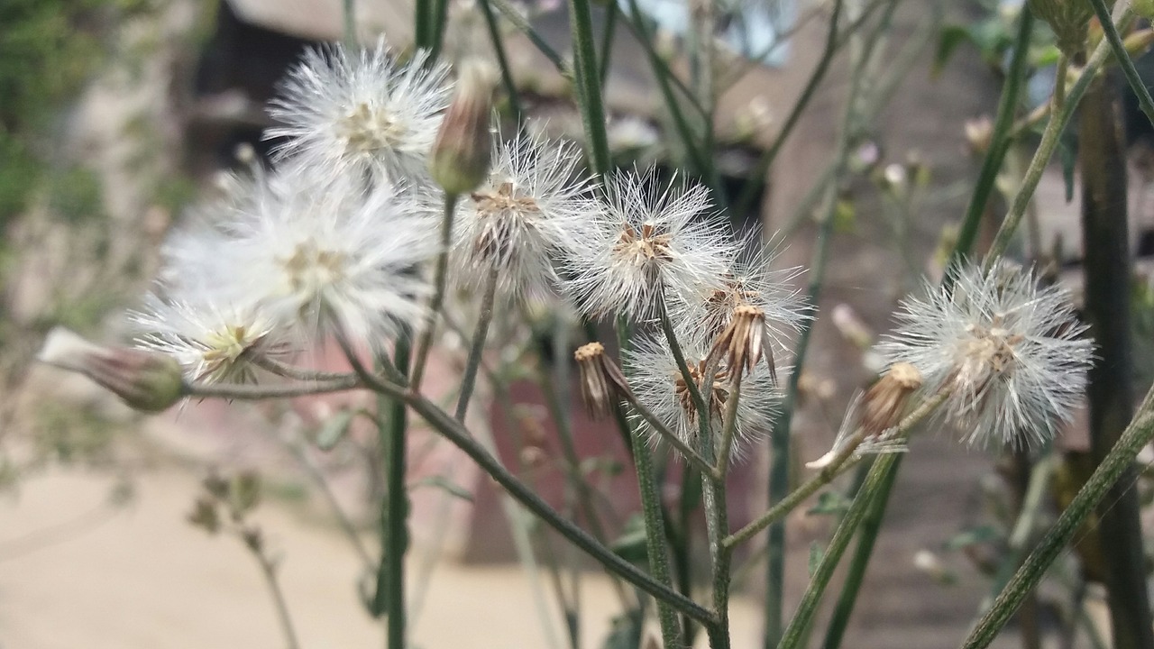 flowers blossoms nice free photo