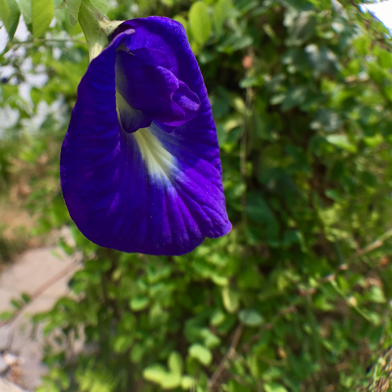 flowers pea flowers outdoor free photo