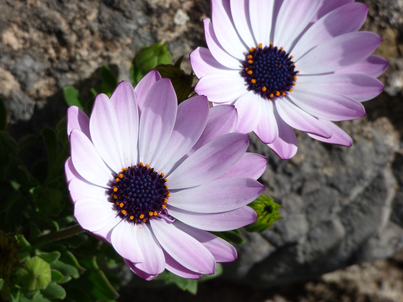 flowers daisy detail free photo