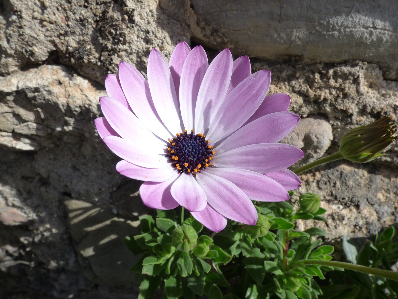 flowers daisy detail free photo