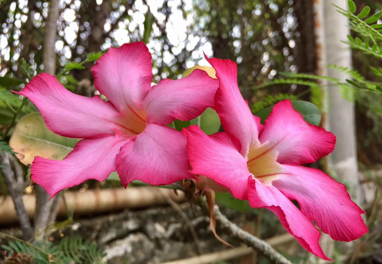 flowers pink plant free photo