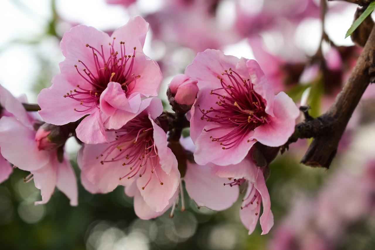 flowers blossom pink free photo