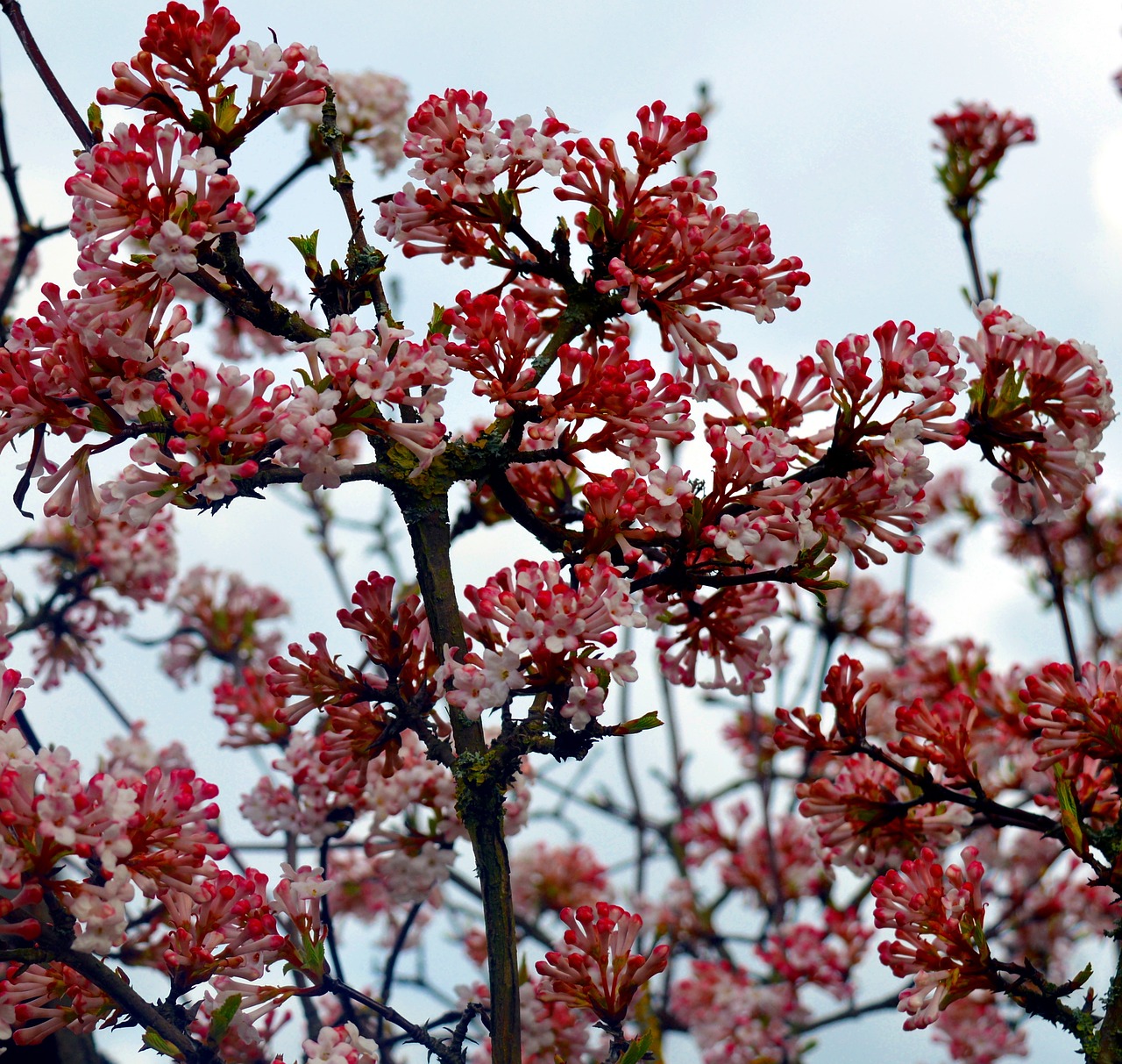 flowers bush flowering shrub free photo