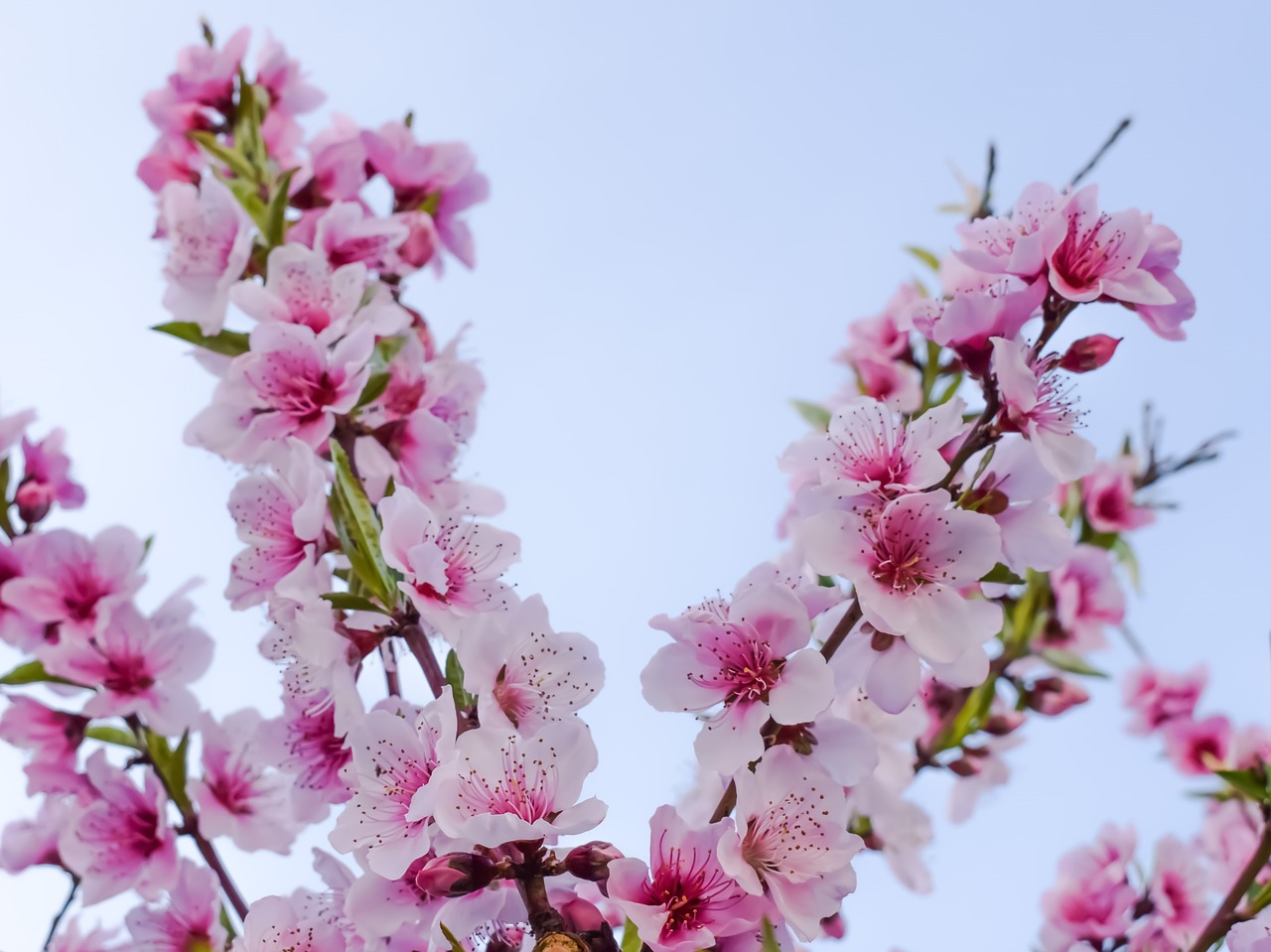 flowers blossom pink free photo