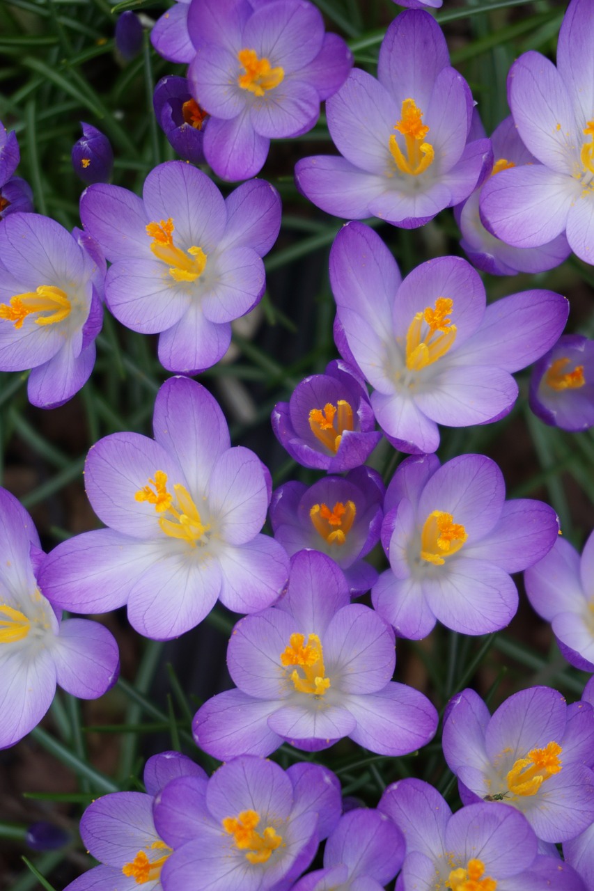 flowers nature close free photo