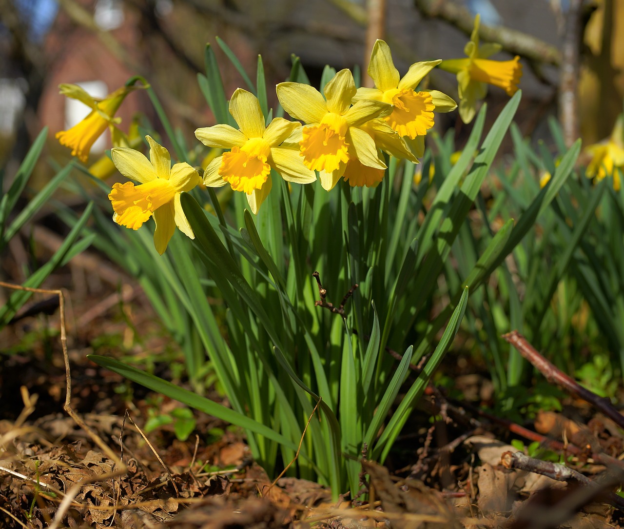 flowers daffodils yellow free photo