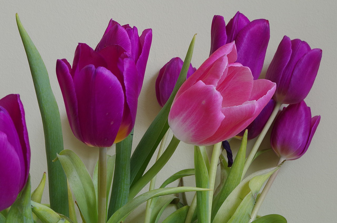flowers tulips posy free photo