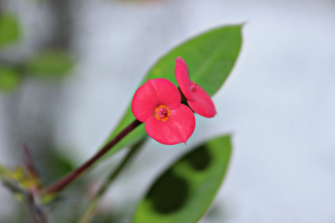 flowers green nature free photo