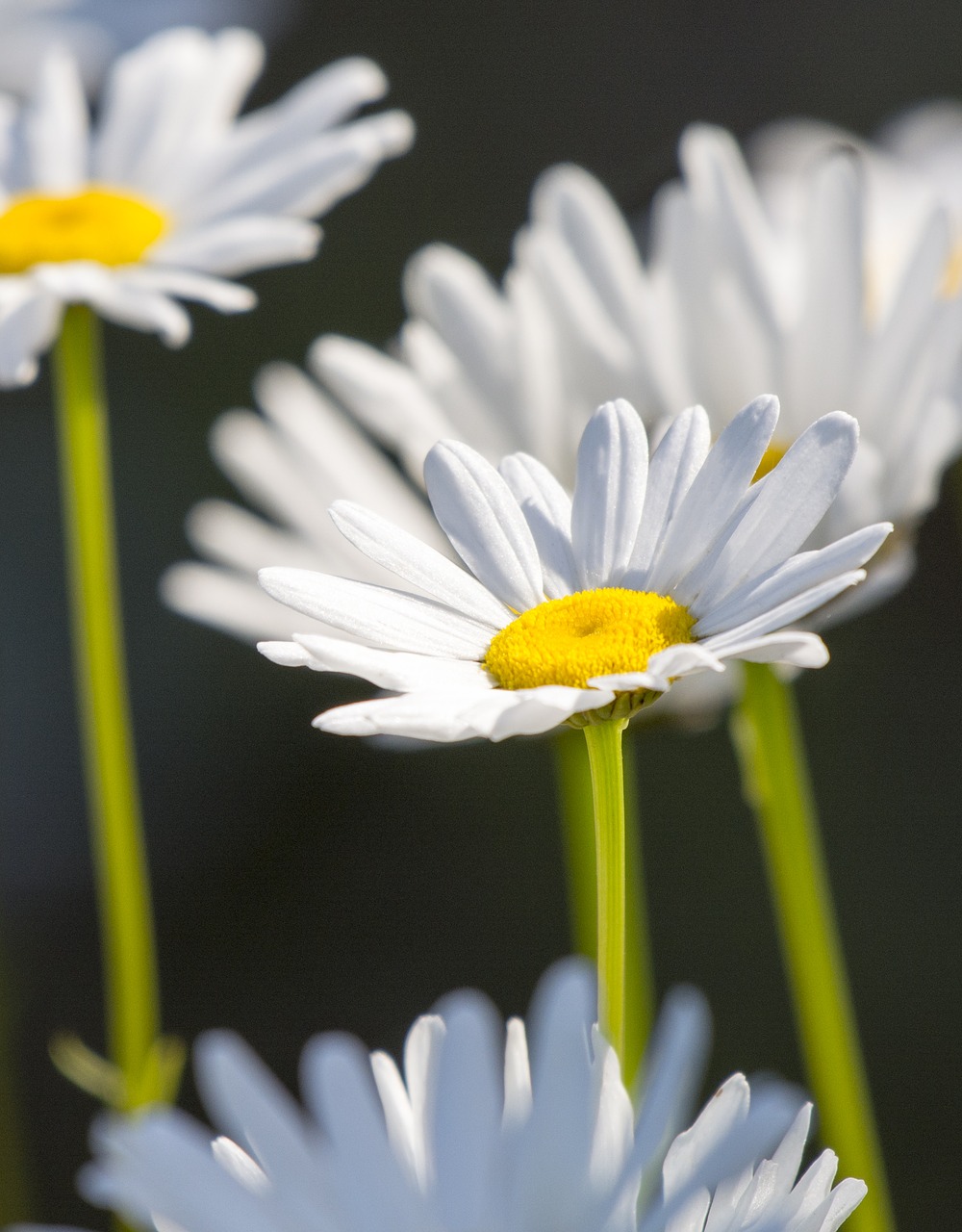 flowers white daisy free photo