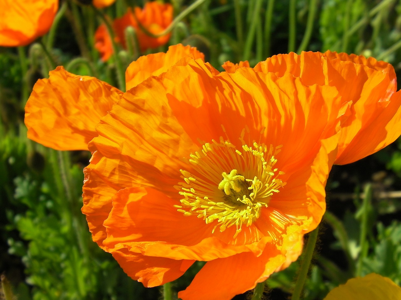 flowers orange flower flower isolated free photo