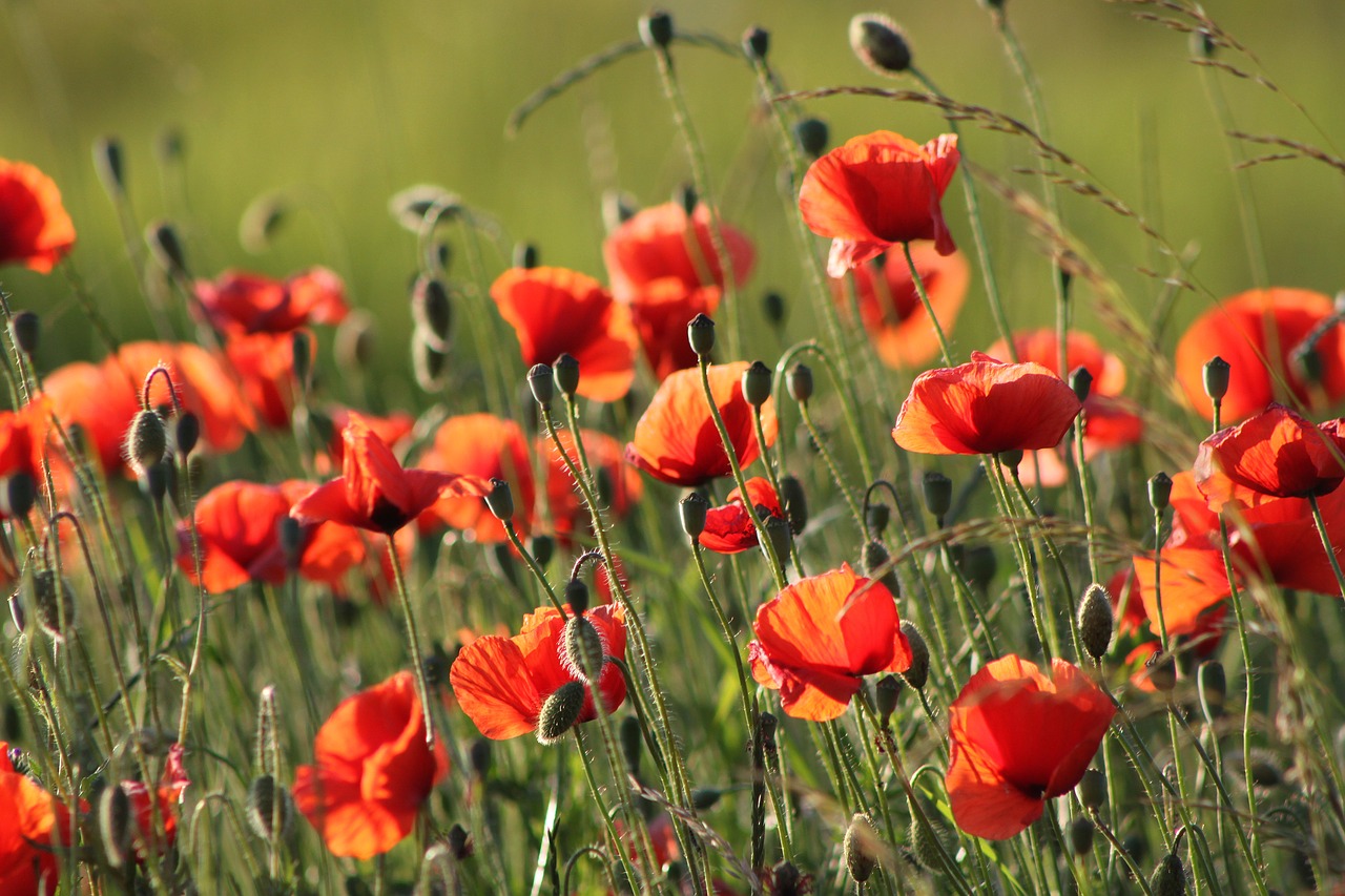 flowers meadow summer free photo