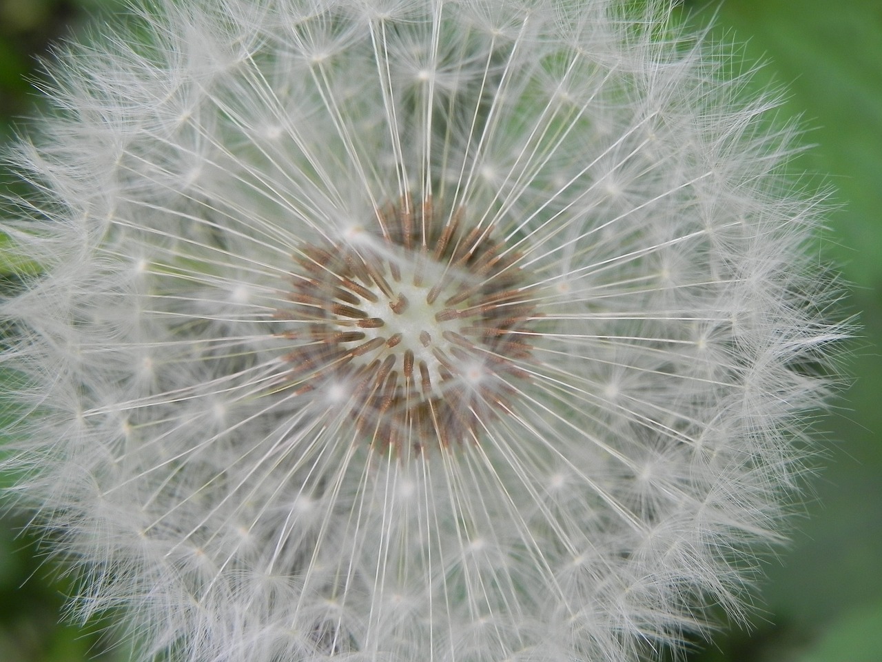 flowers dandelion seeds free photo