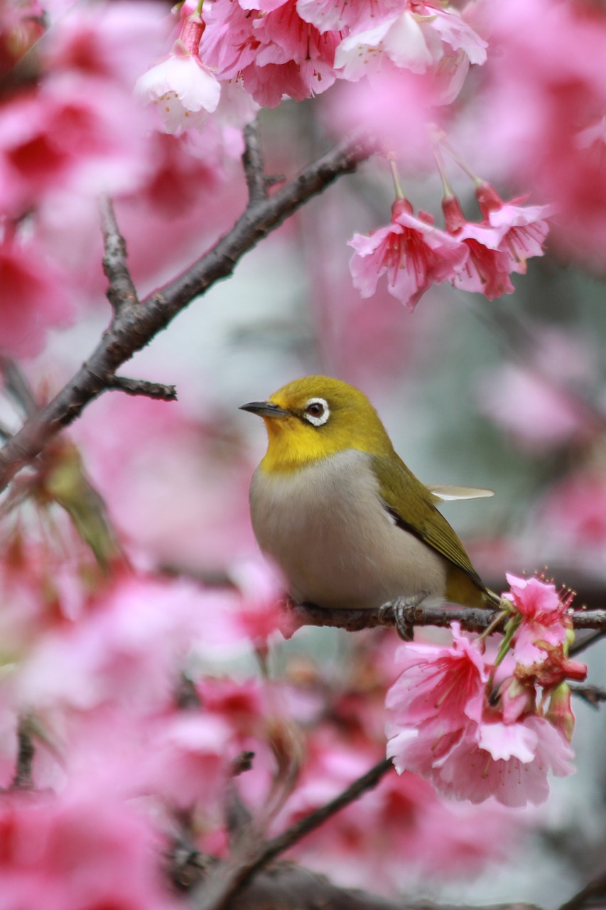 flowers cherry blossoms green embroidered eyes free photo