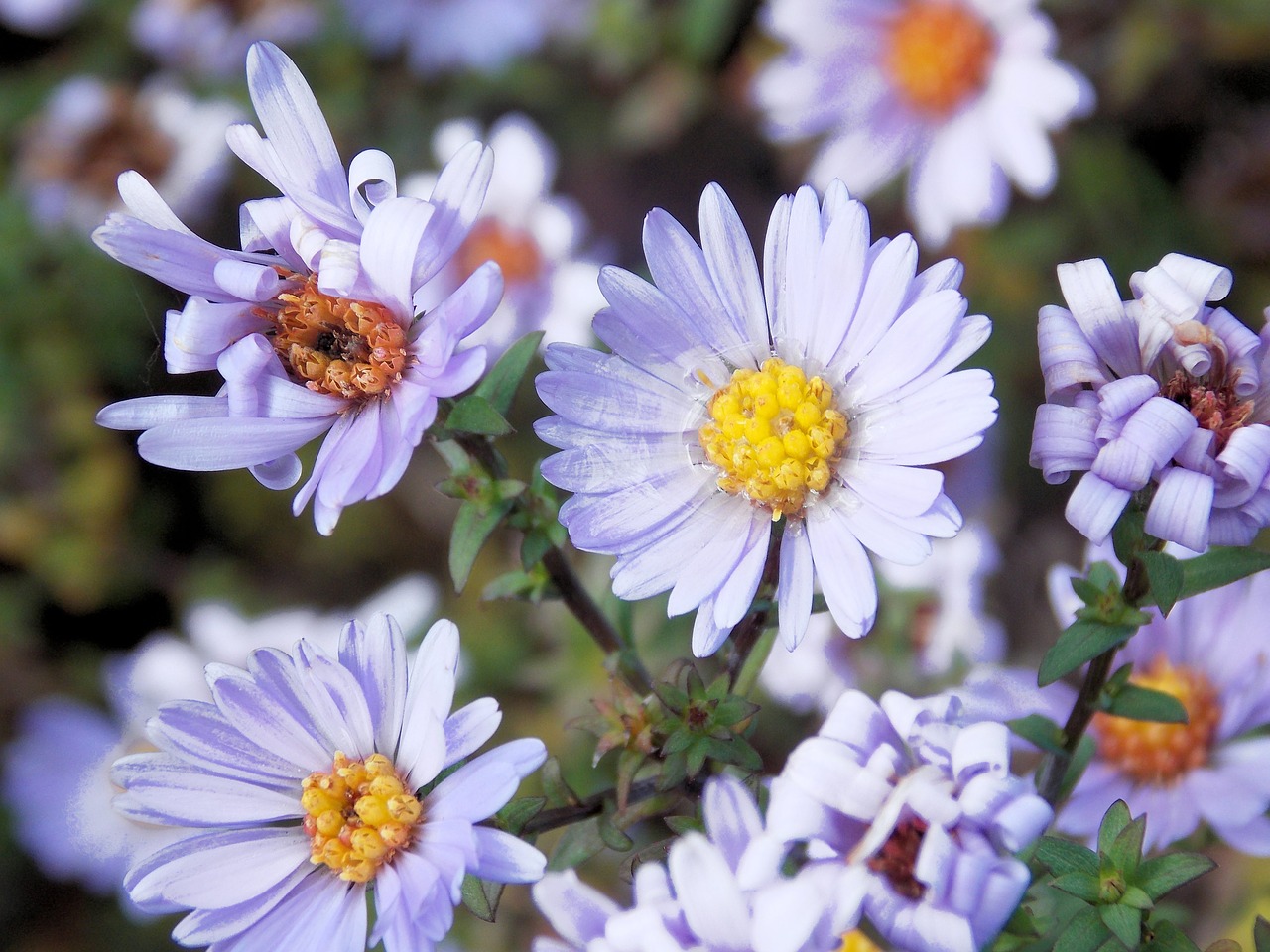 flowers meadow daisy free photo