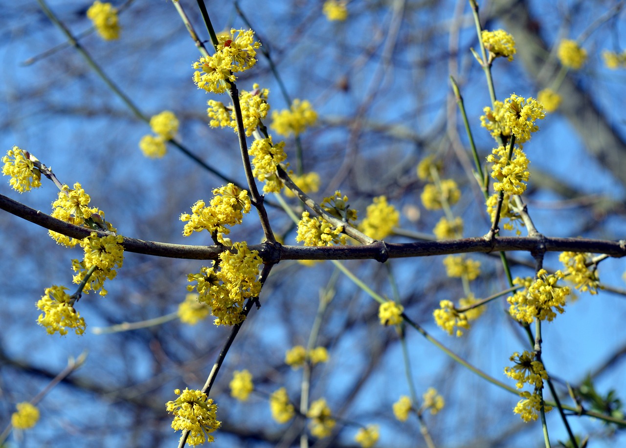 flowers tree blossoms flowering twig free photo