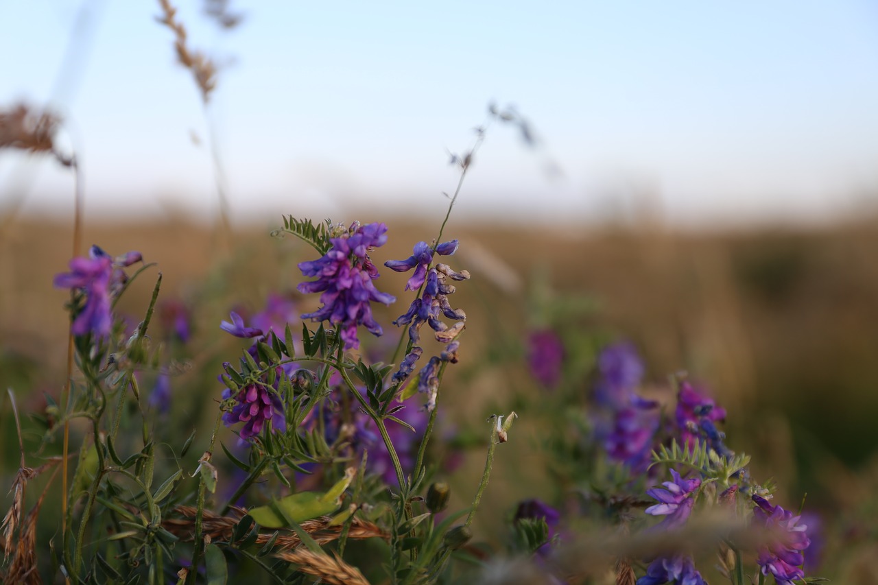 flowers wild summer free photo