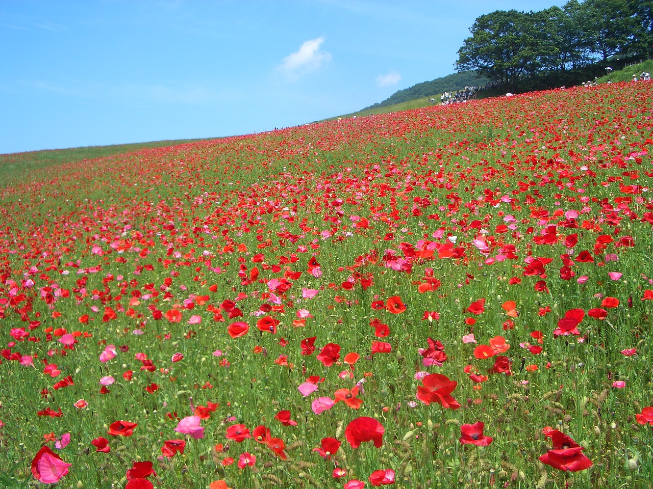 flowers flower garden red free photo