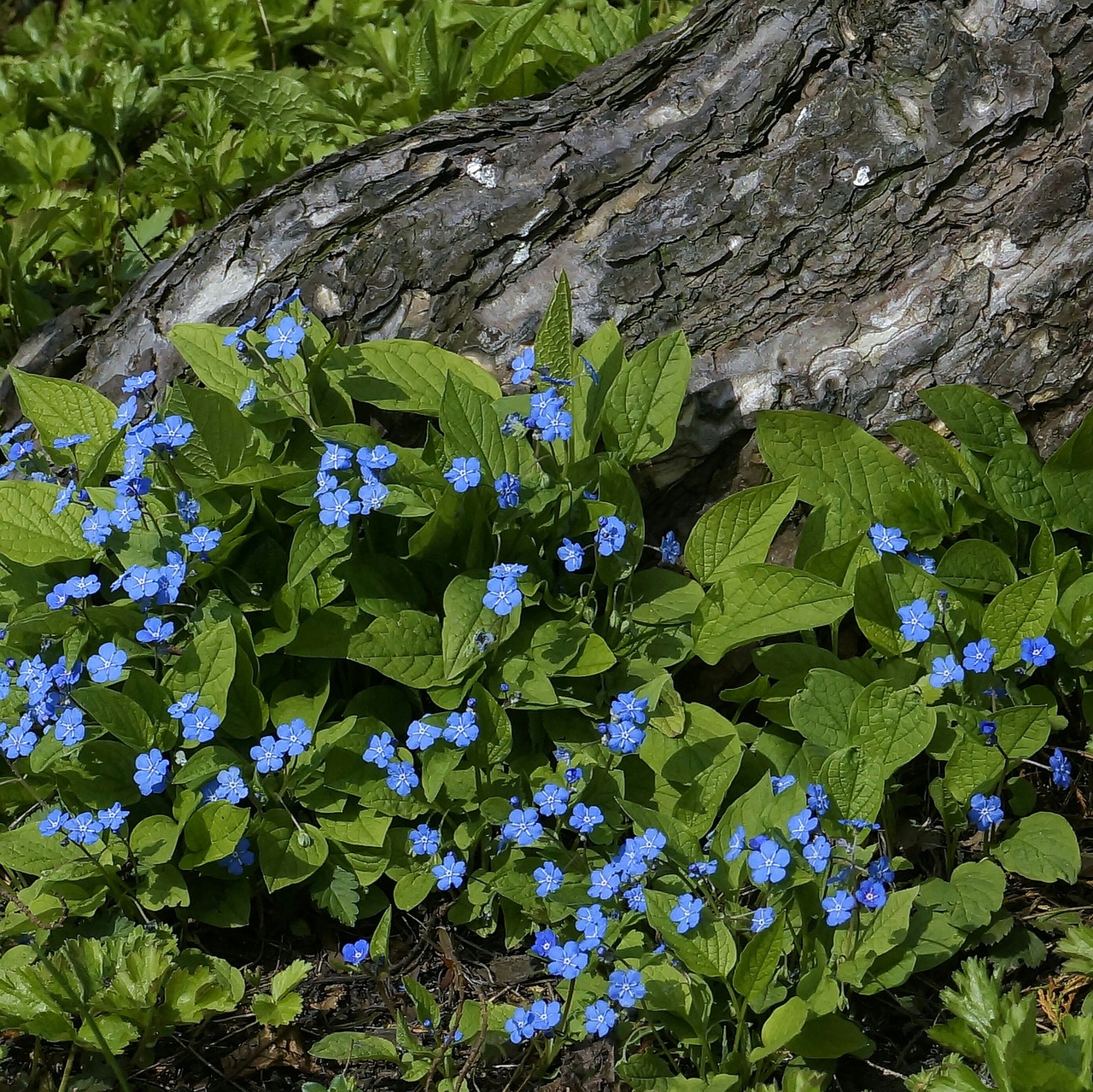 flowers blue forget me not free photo