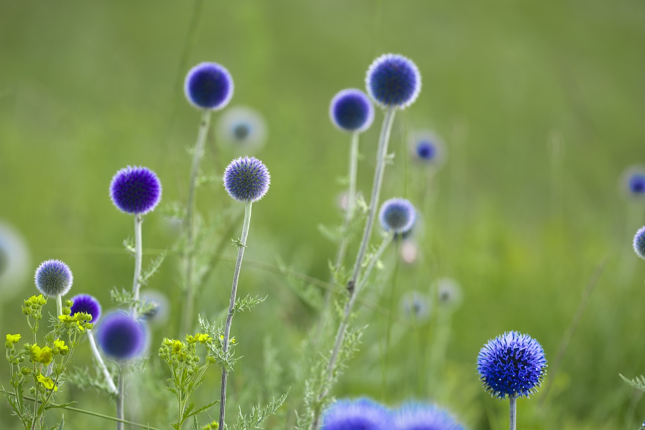 flowers return my thistle july free photo