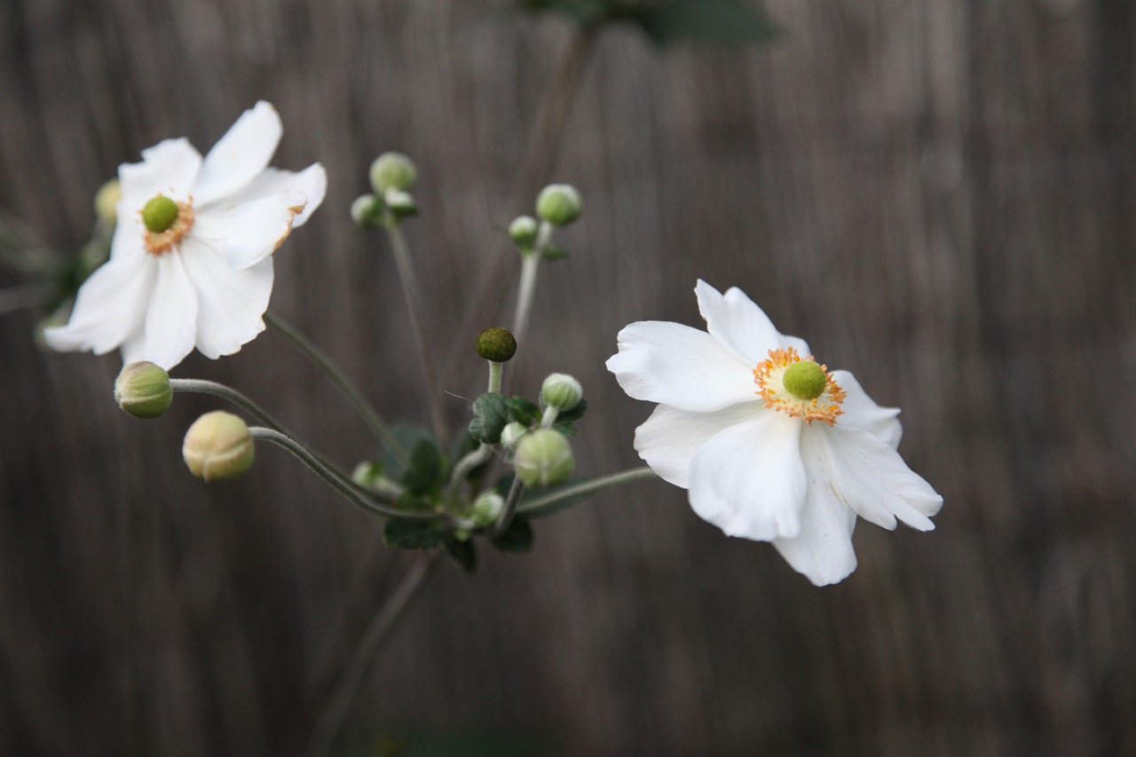 flowers white nature free photo