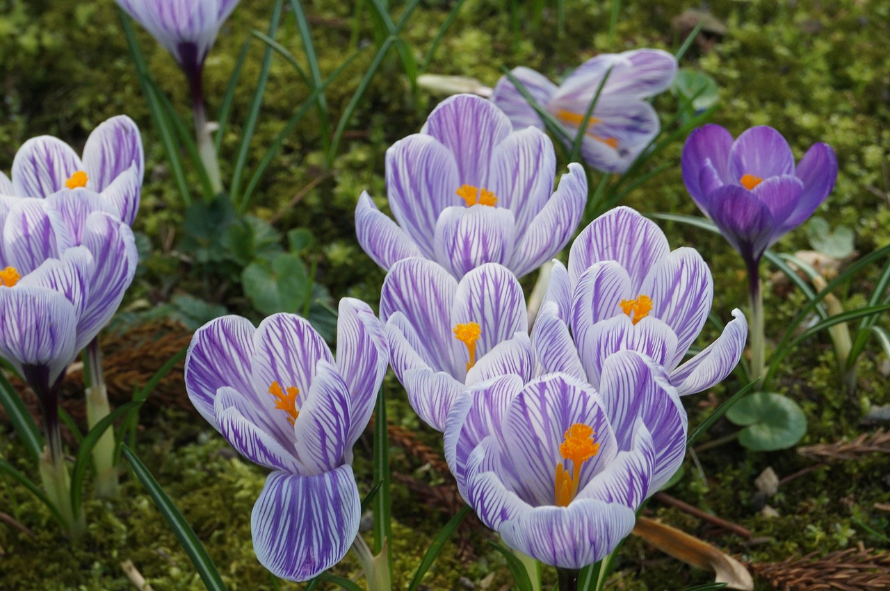 flowers spring plant free photo