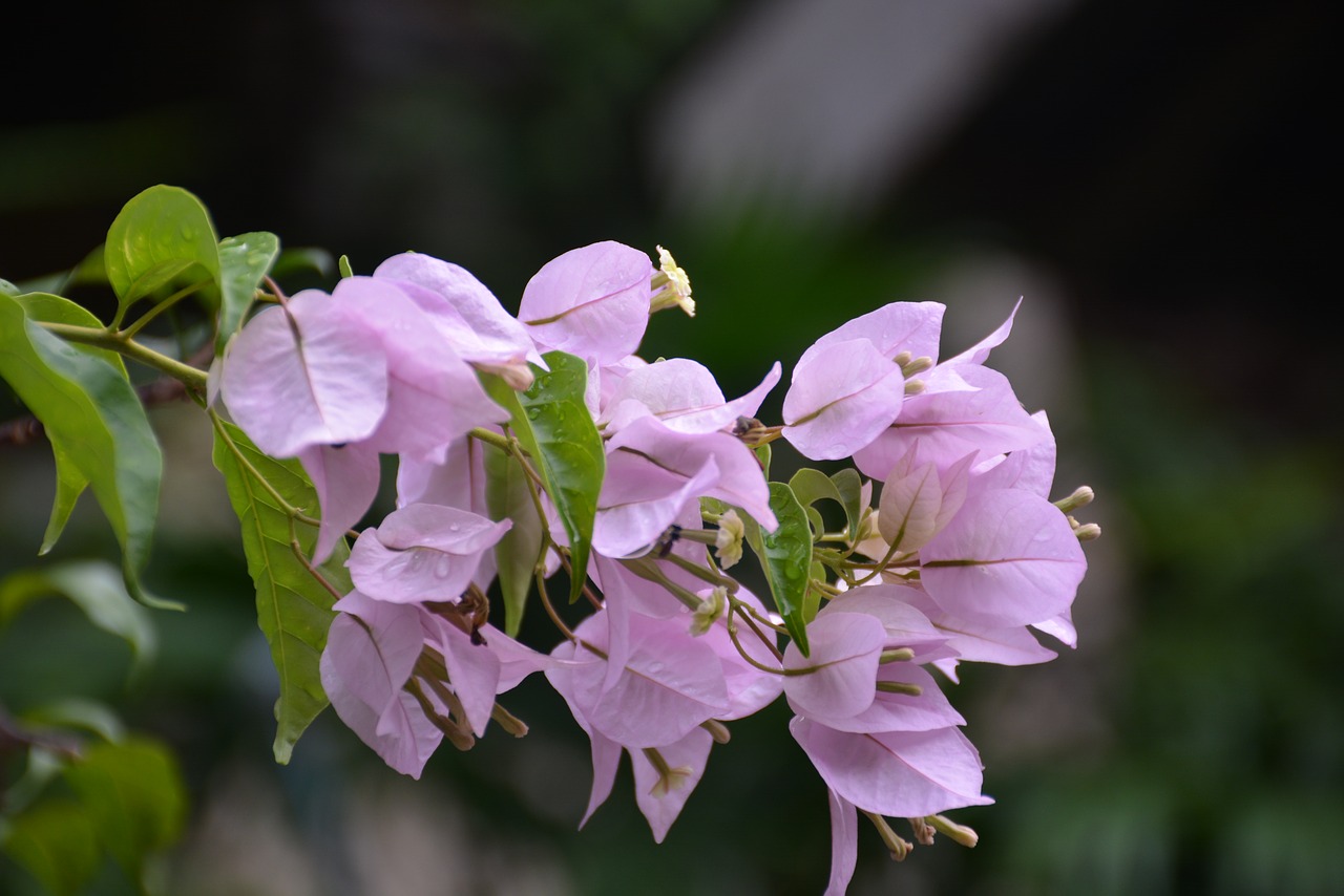 flowers pink pink flower free photo