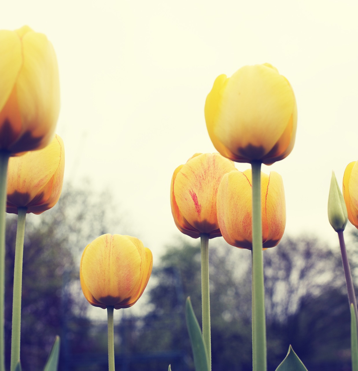 flowers tulips yellow free photo