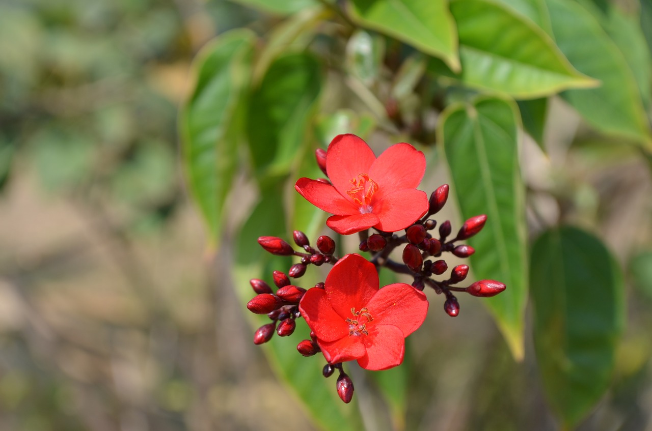 flowers red bud free photo