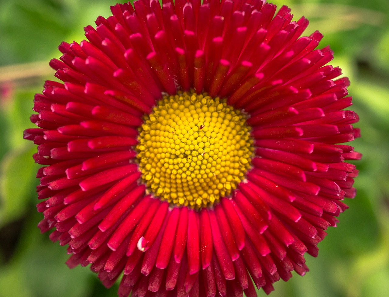 flowers plants red free photo