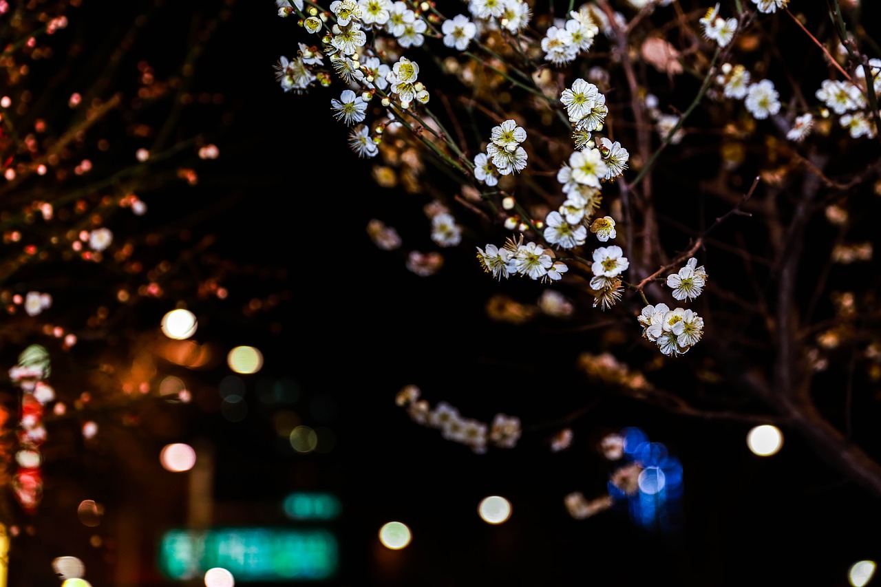 flowers plum cherry blossom free photo