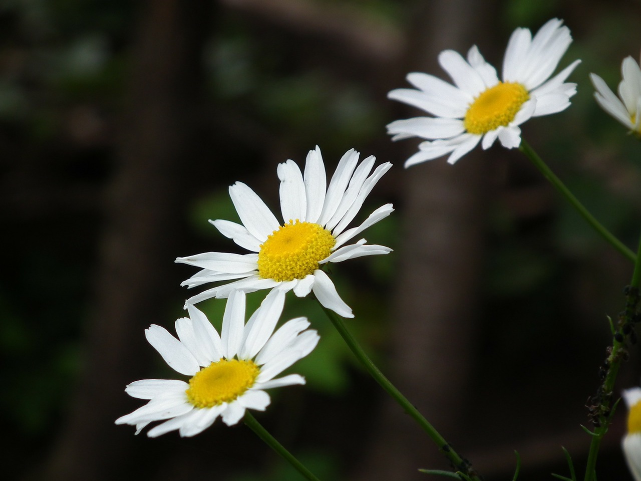 flowers flower chamomile free photo