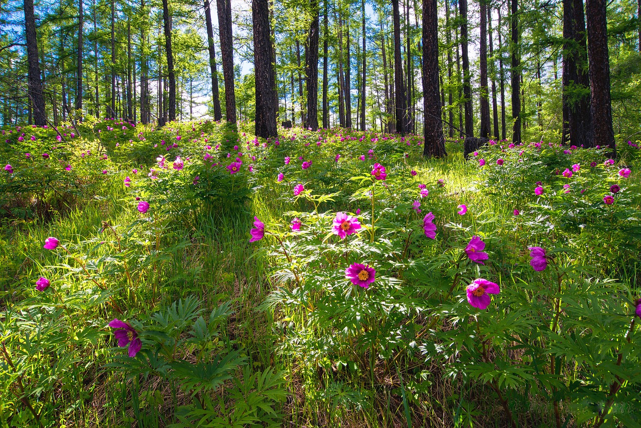 flowers forest peony free photo