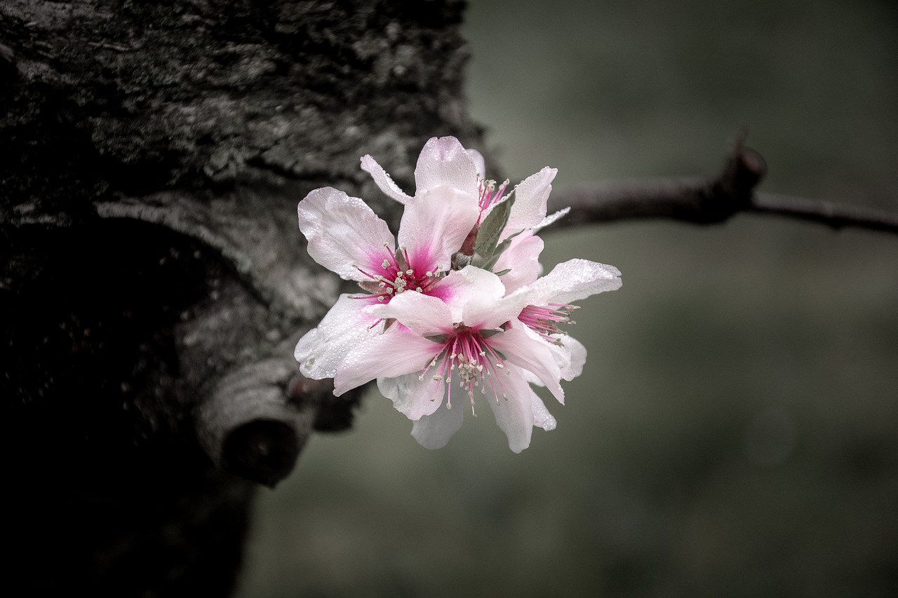 flowers flower spring free photo