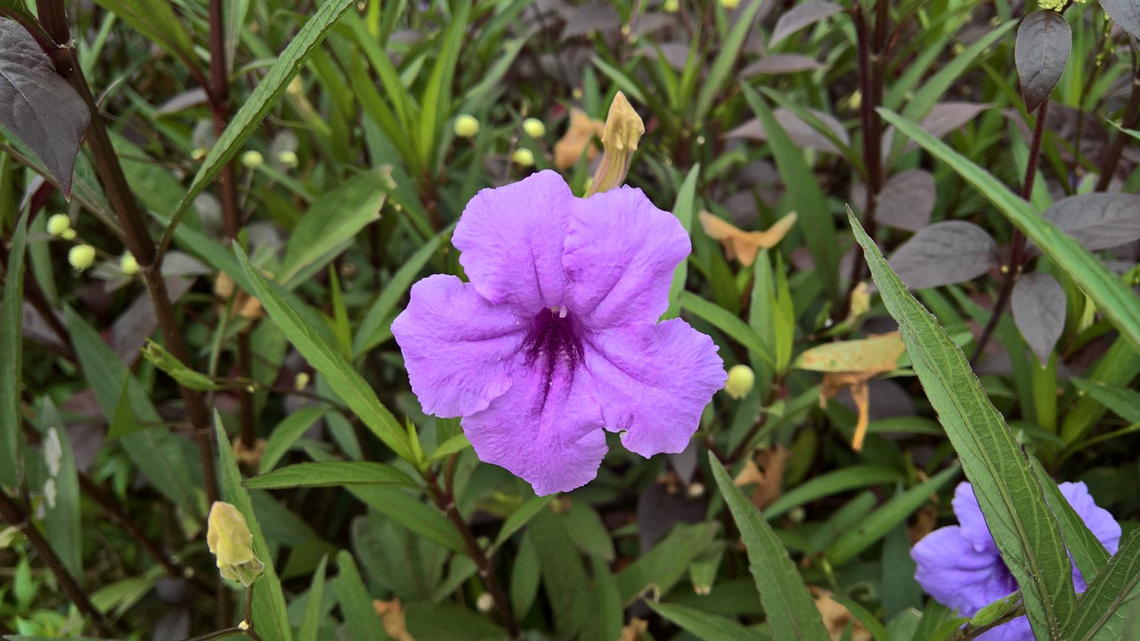 flowers nature dongnai free photo