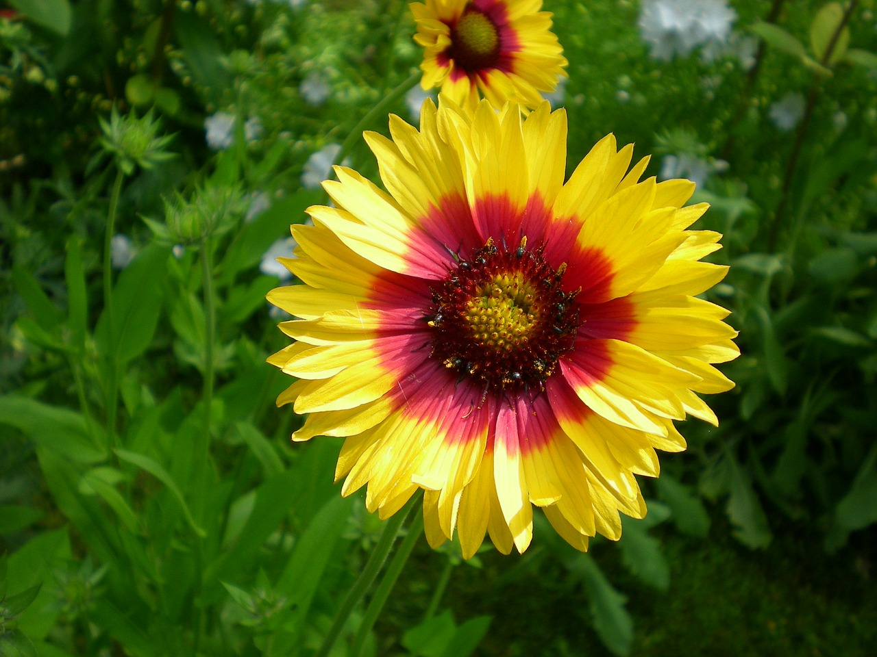 flowers marigold garden free photo