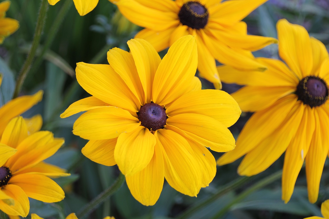 flowers black-eyed susan rudbeckia free photo