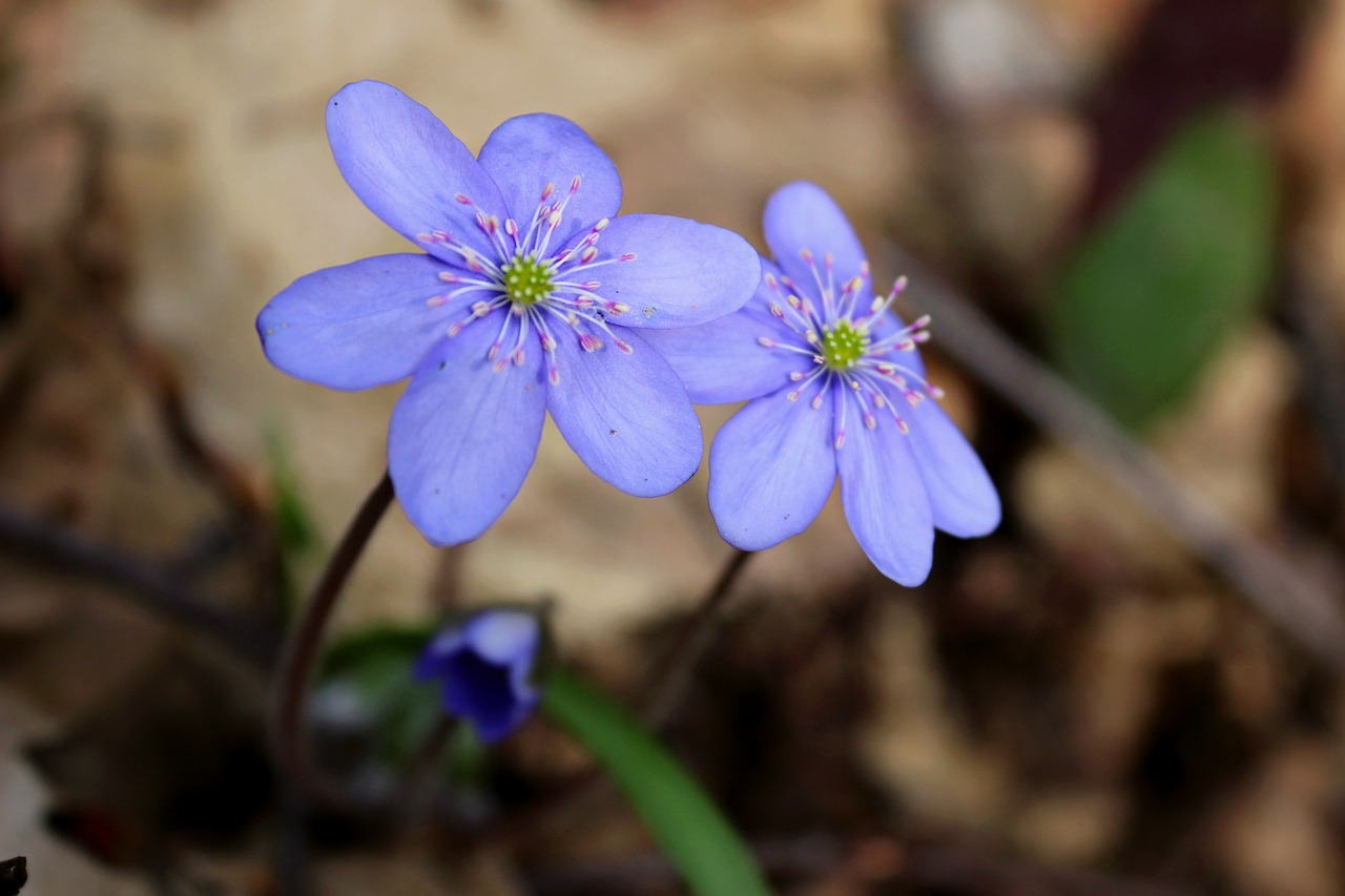 flowers spring plant free photo