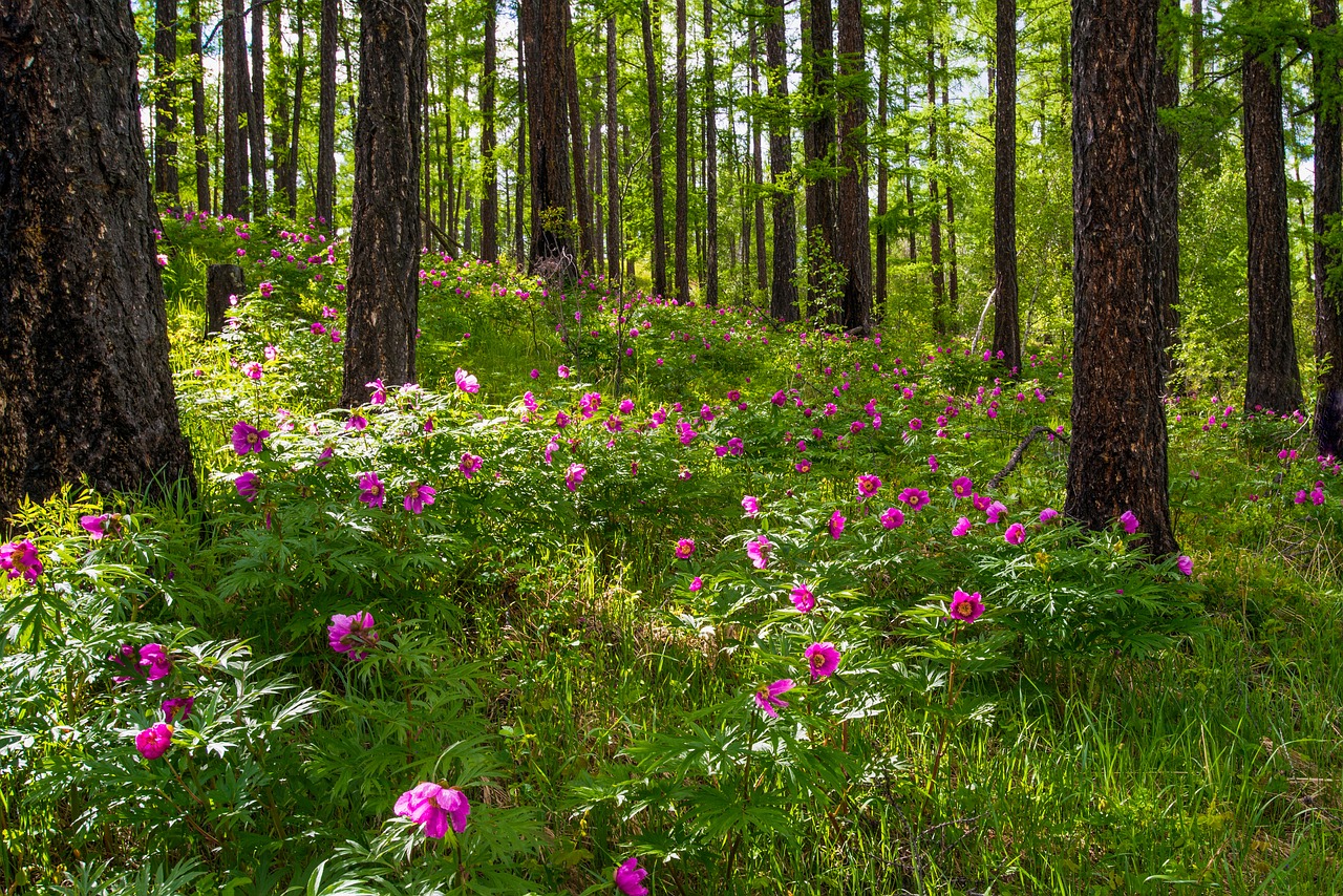 flowers peony larch forests free photo