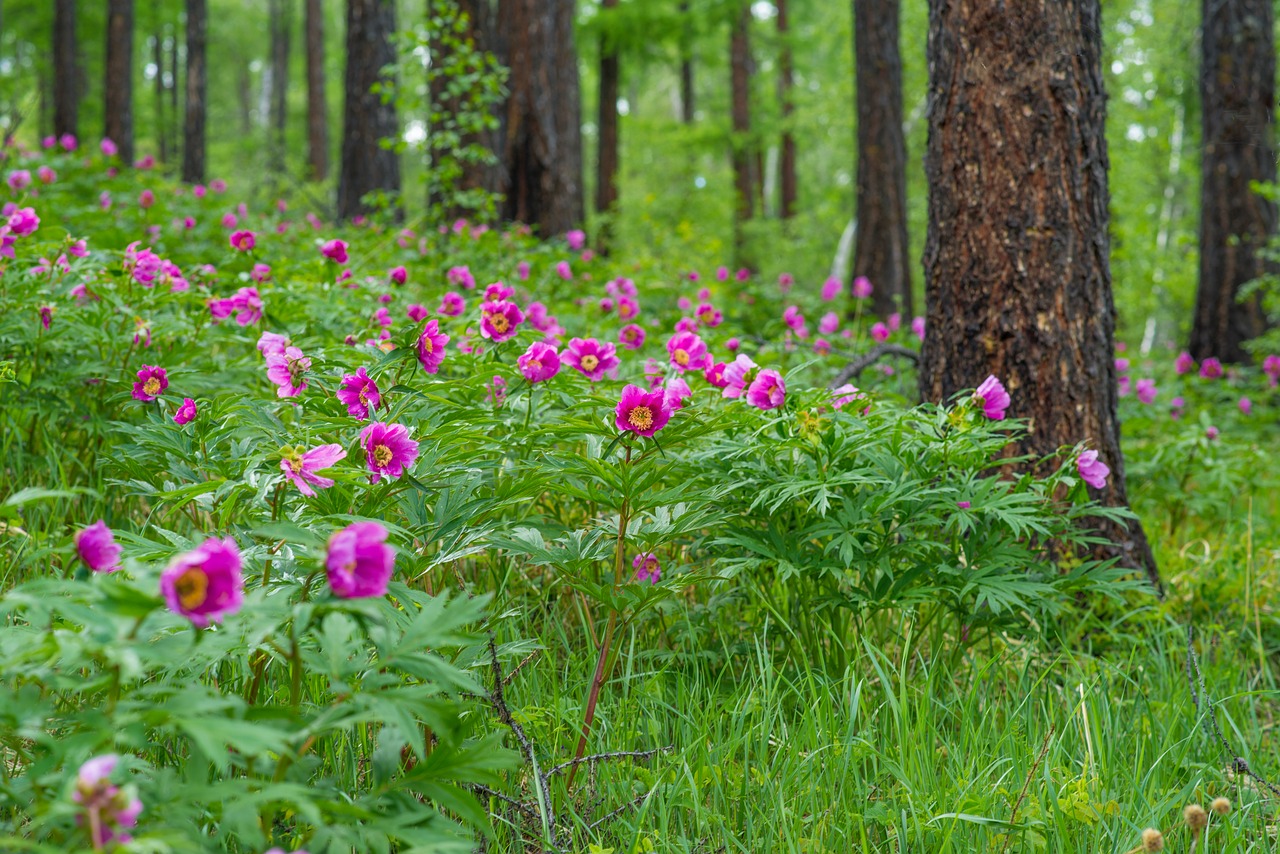flowers peony larch forests free photo
