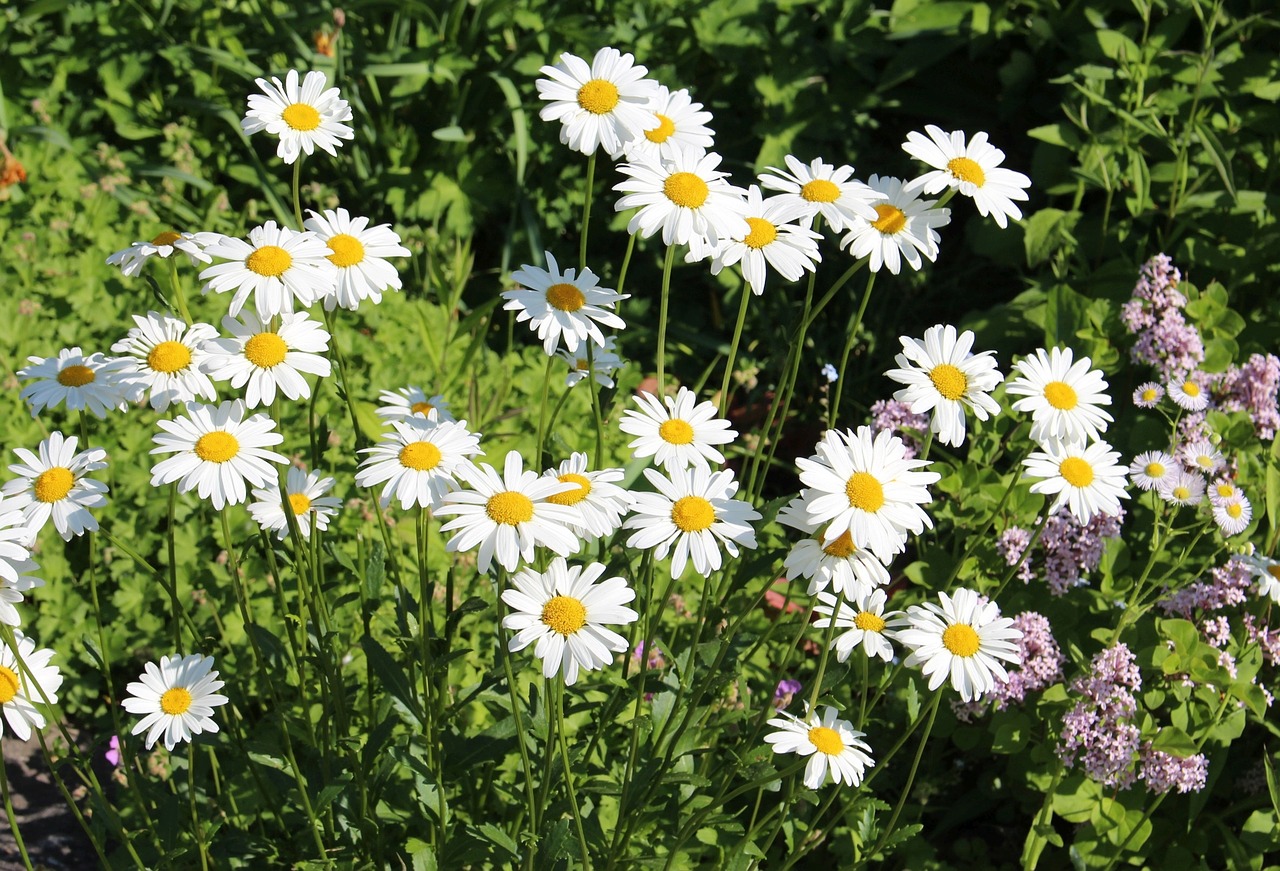 flowers spring chamomile free photo