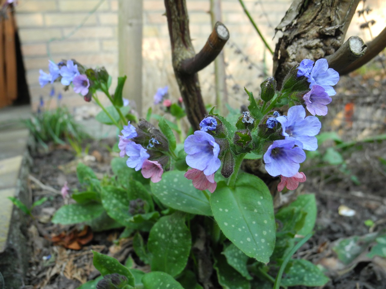 flowers blue lungwort free photo