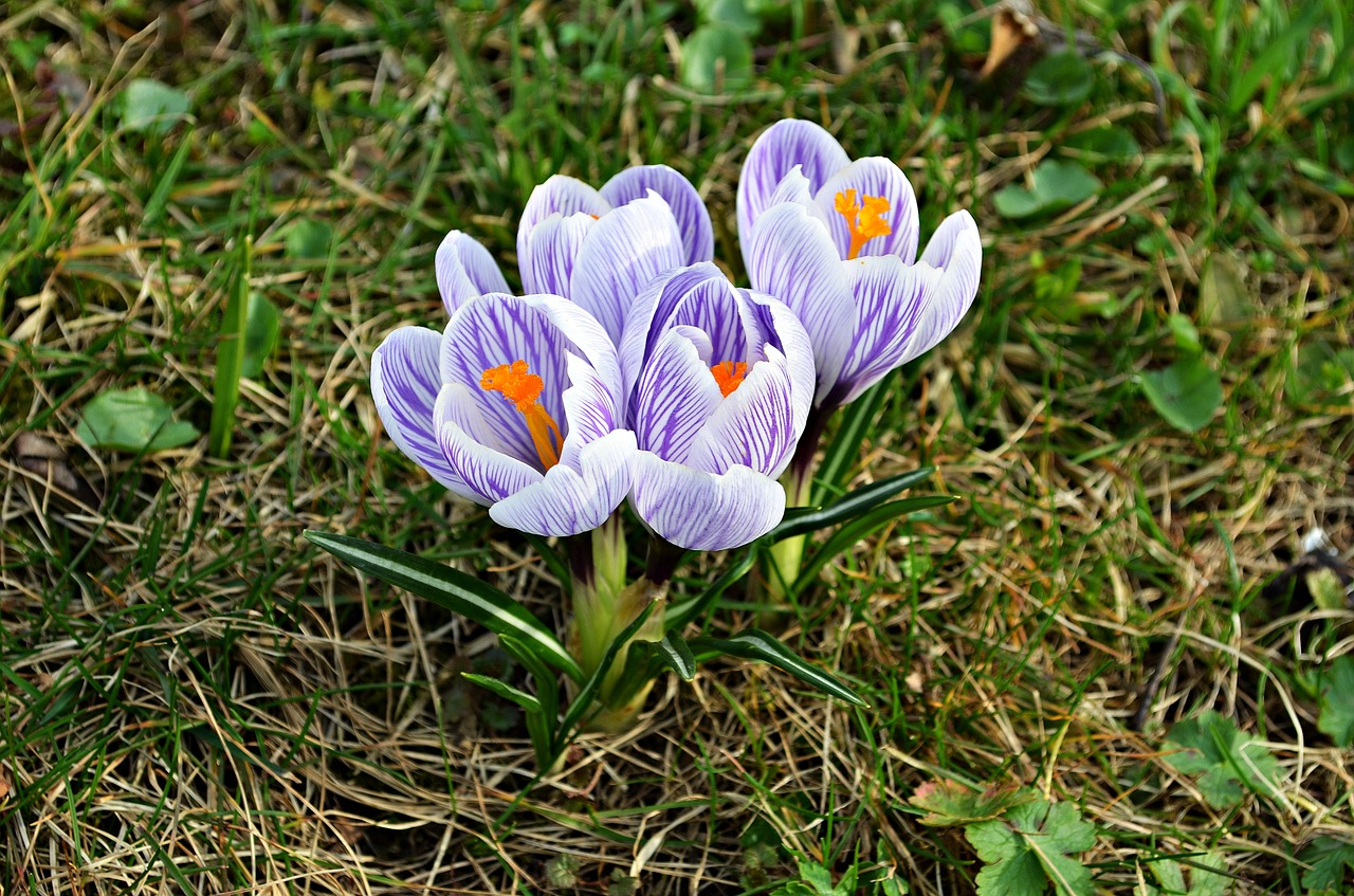 flowers crocus spring free photo