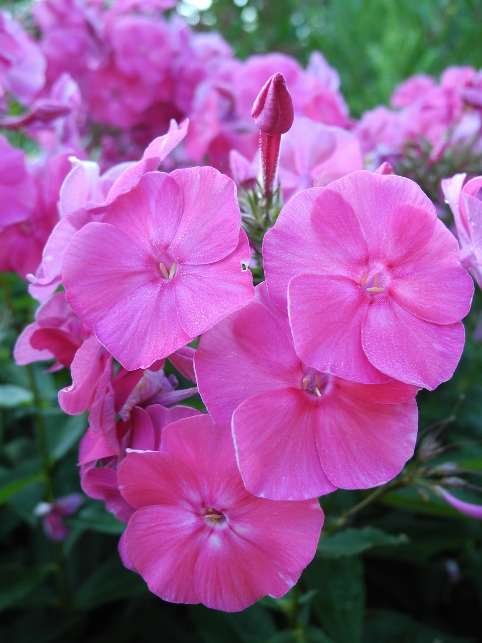 flowers pink flower free photo